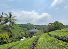 Vagamon Tea valley, Thottom Stays  image 5
