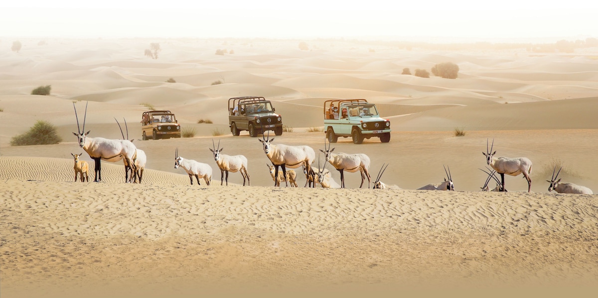 Al Marmoom Oasis (Dome) image 10