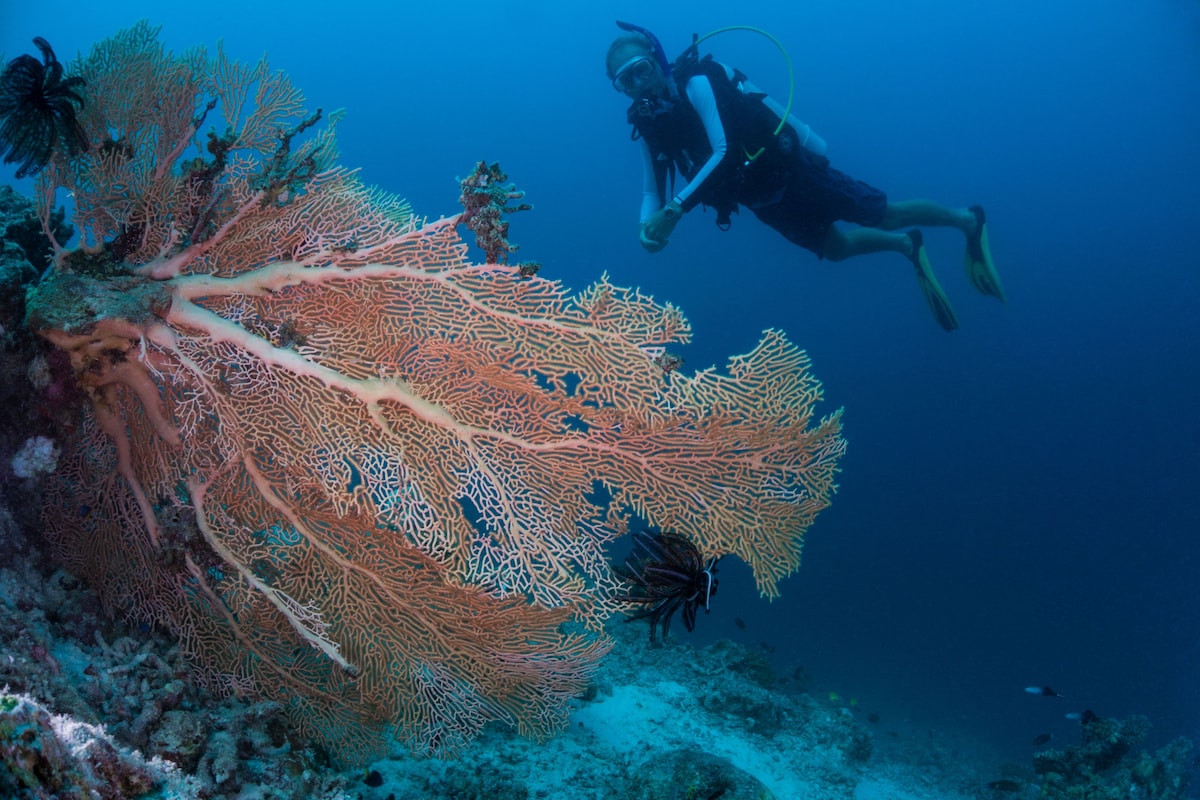 Milaidhoo Maldives image 4
