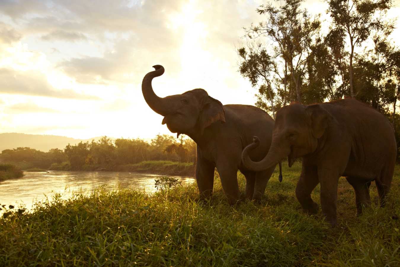 Anantara Golden Triangle Elephant Camp & Resort image 4