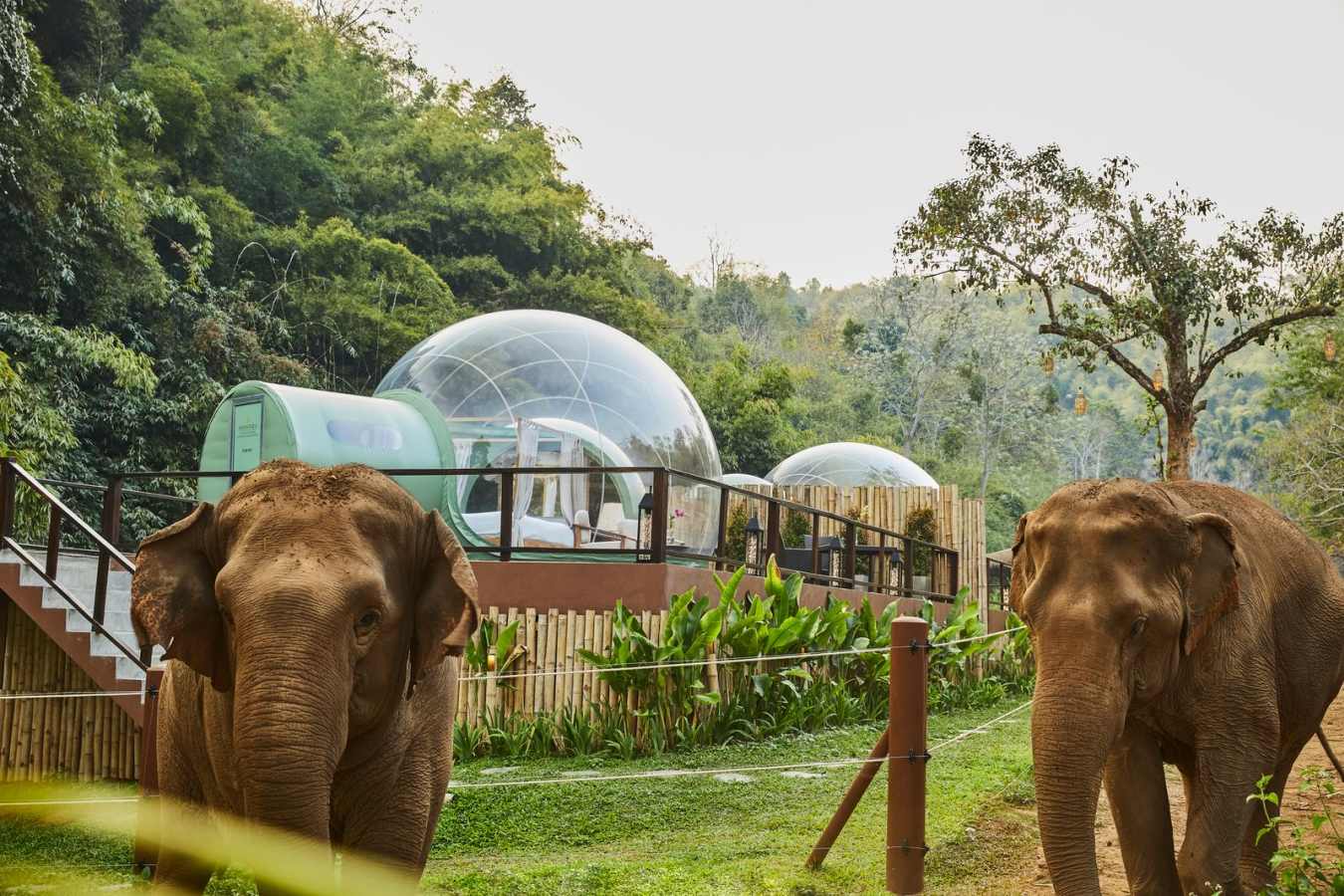 Anantara Golden Triangle Elephant Camp & Resort image 9